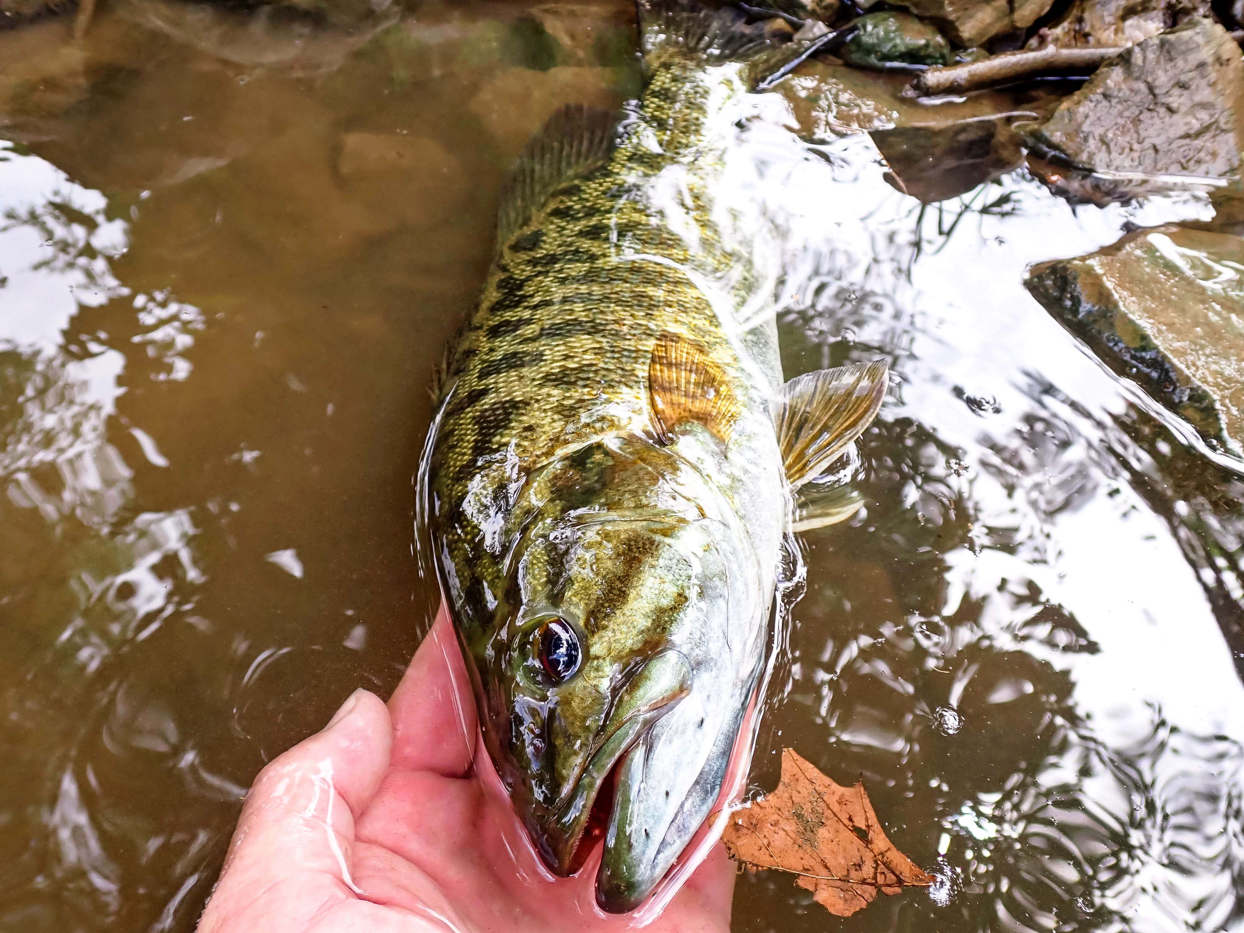 Missouri Ozark smallmouth fly fishing