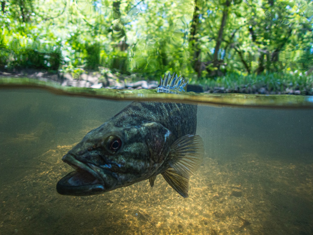 Fly fishing for smallmouth bass in Michigan