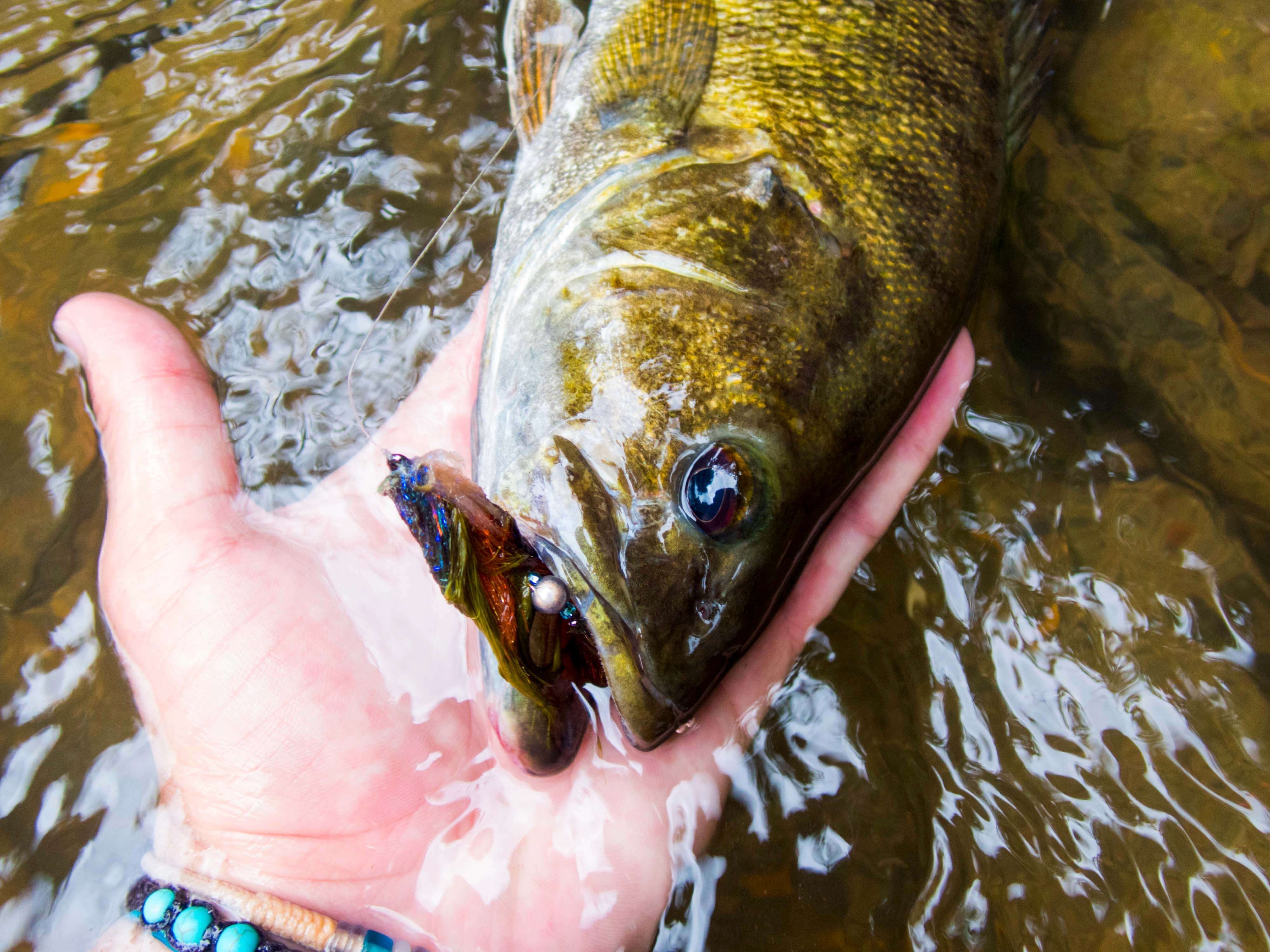 Smallmouth bass fly fishing Oregon rivers