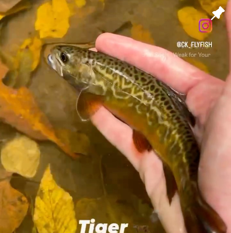 FlyFishFinder Person holding fish 1