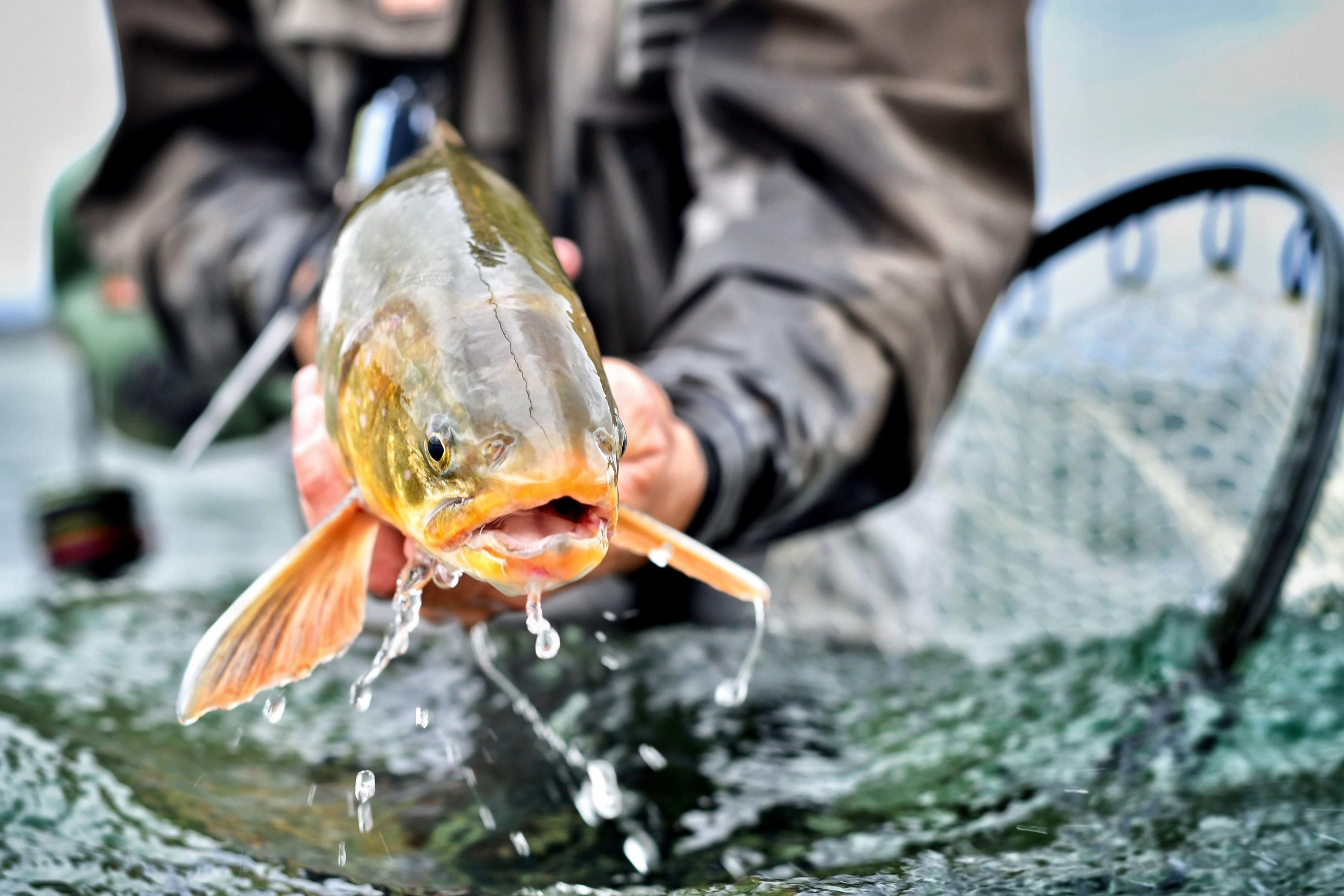 Fly angler on the water, the kind of fishing FlyFishFinder helps you plan