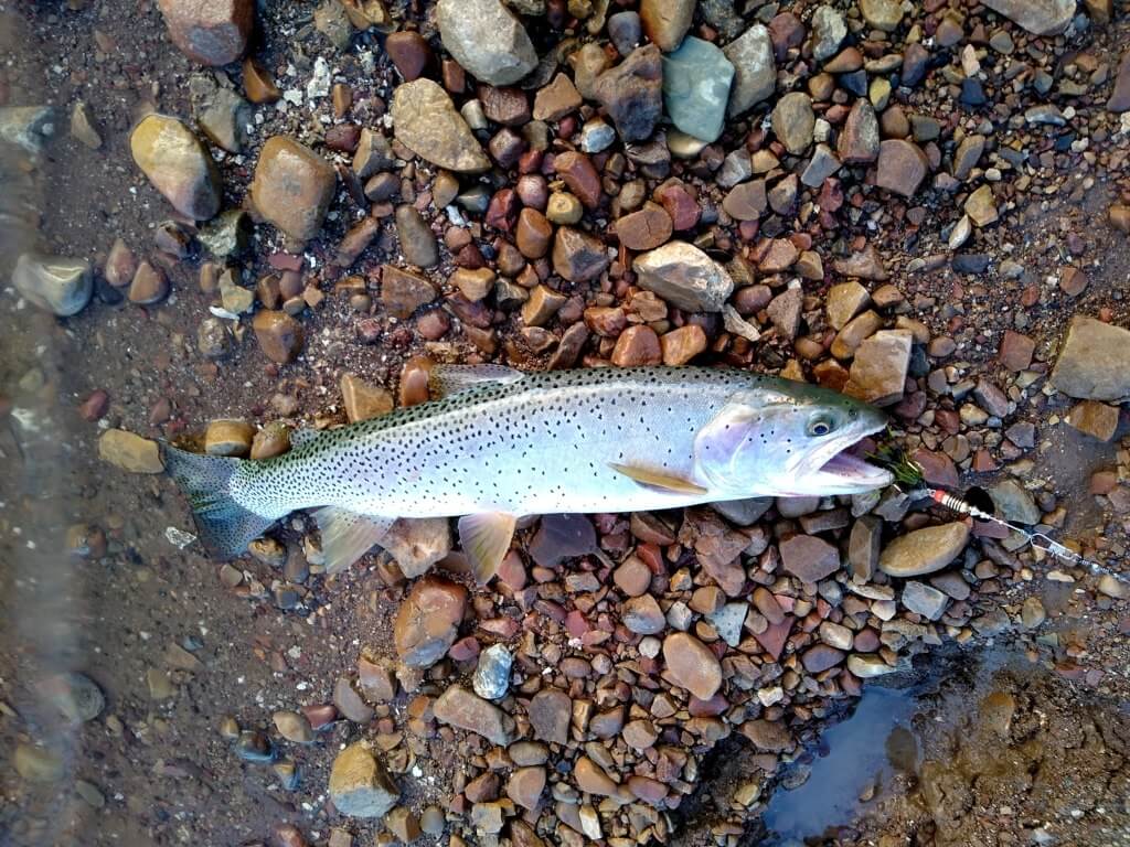 Bonneville Cutthroat Trout