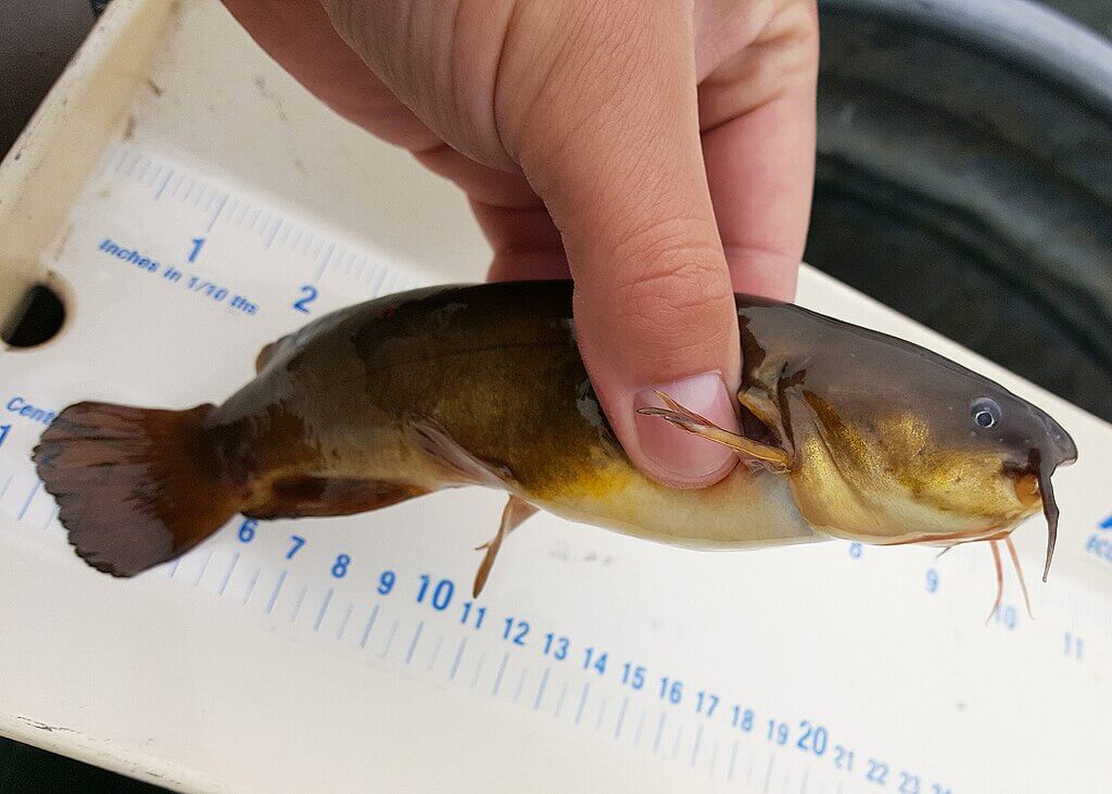 FlyFishFinder Yellow Bullhead Fish
