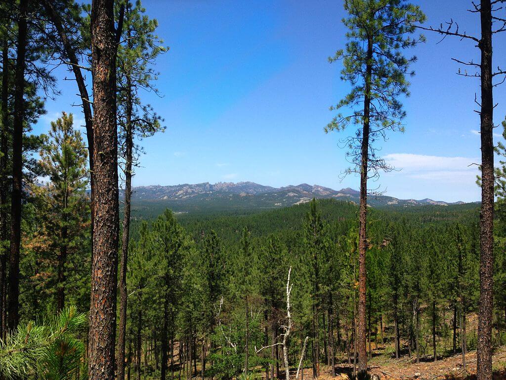 Green trees across landscape in South Dakota