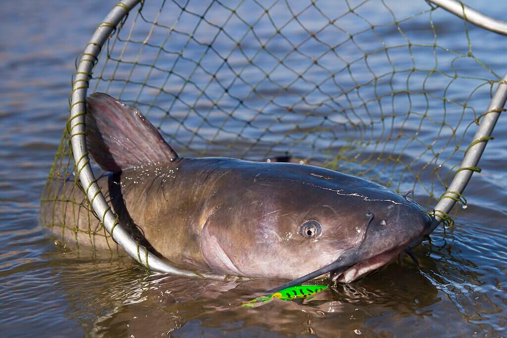 FlyFishFinder Channel Catfish