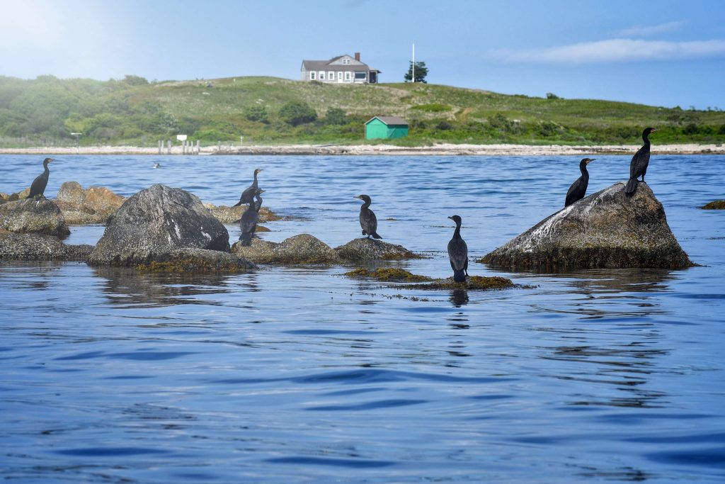 FlyFishFinder Image of Birds on a lake