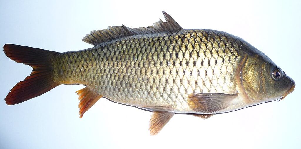 FlyFishFinder Common Carp